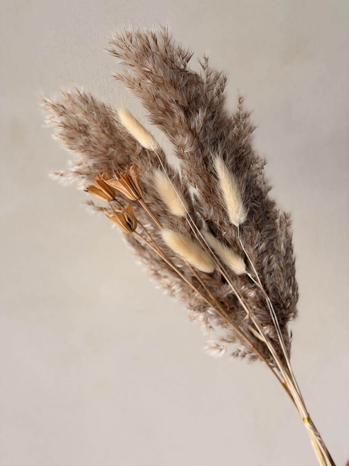 זר מיובש טבעי פלאפי