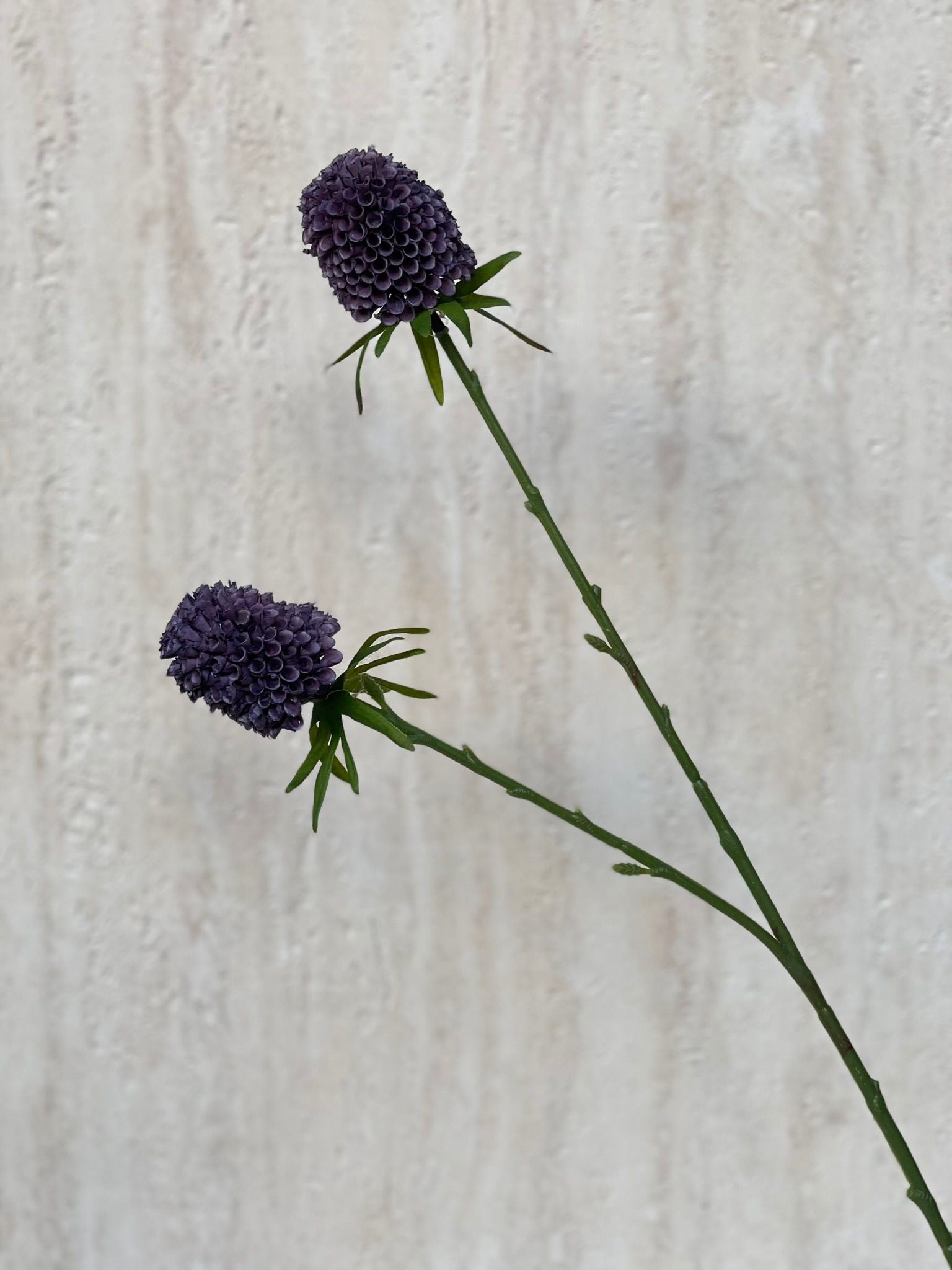 ענף מלאכותי אכינופס סגול