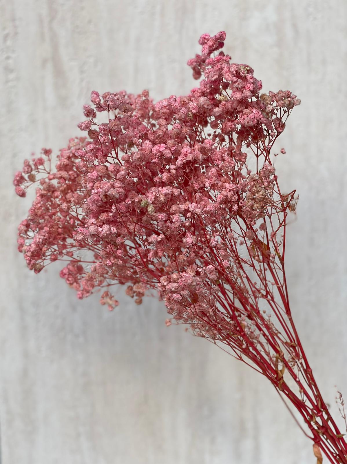 זר גיבסנית ורודה מיובשת