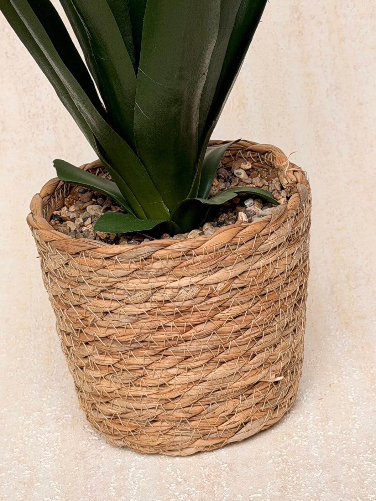 עציץ אגבה בכלי קש קלוע