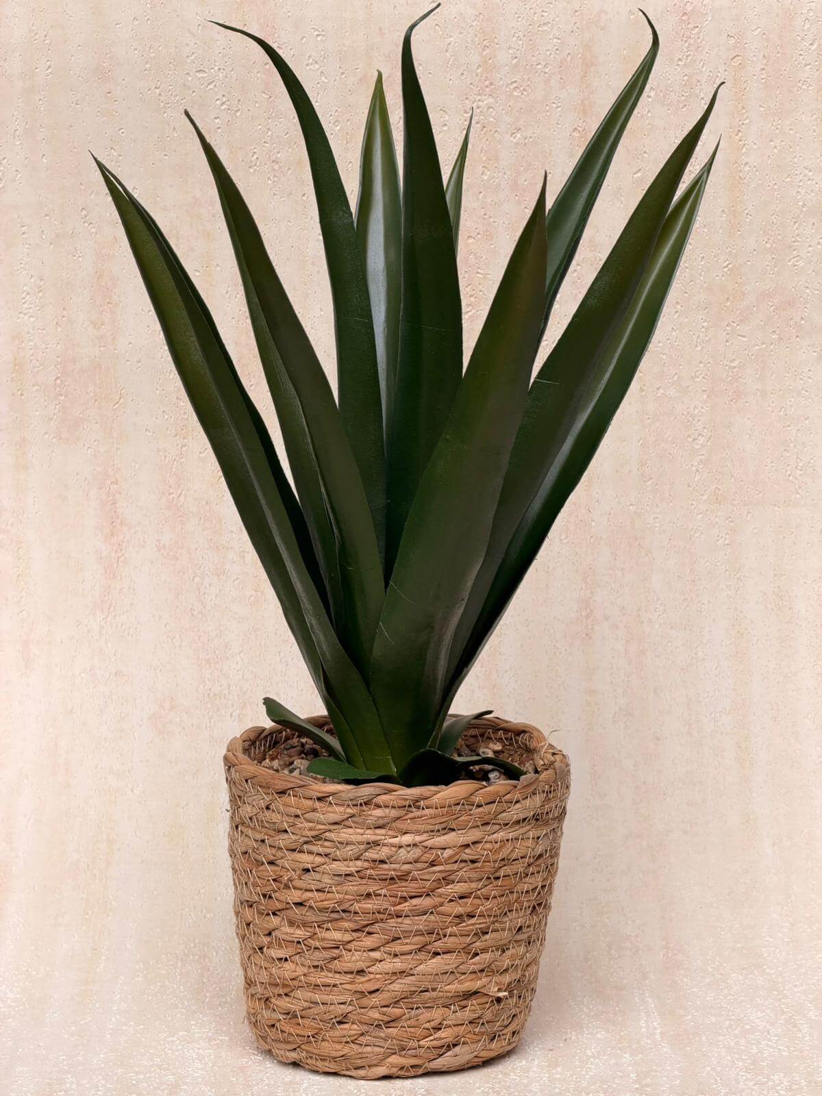 עציץ אגבה בכלי קש קלוע