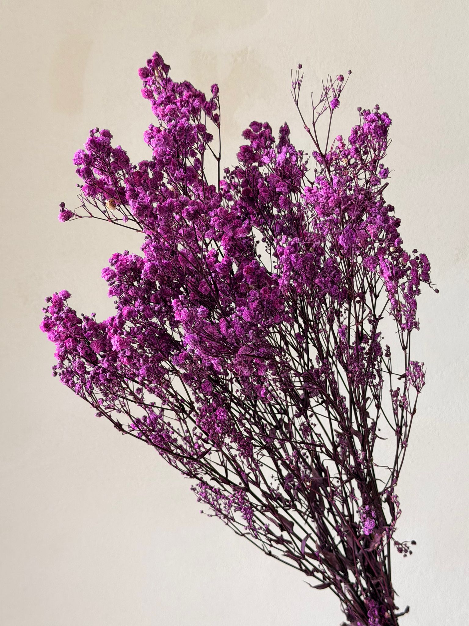 זר גיבסנית סגולה מיובשת