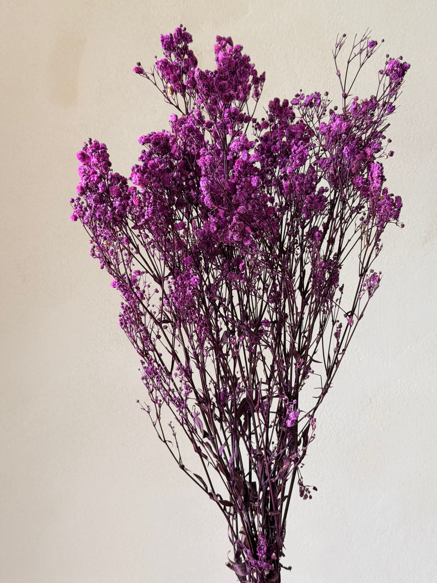 זר גיבסנית סגולה מיובשת