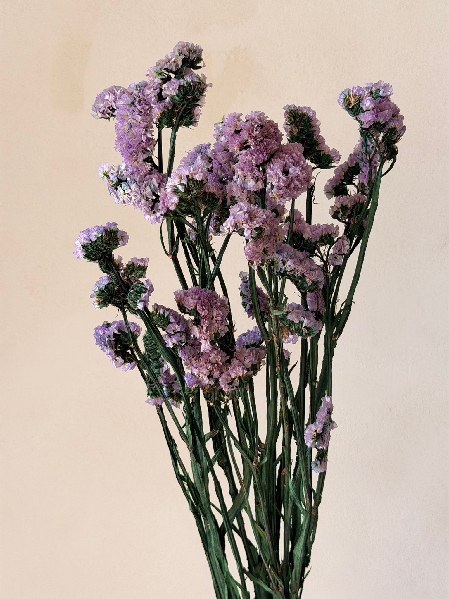 זר עדעד מיובש סגול בהיר