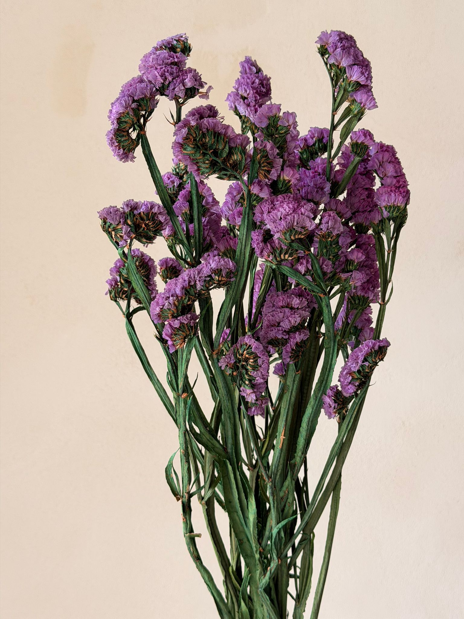 זר עדעד מיובש סגול כהה