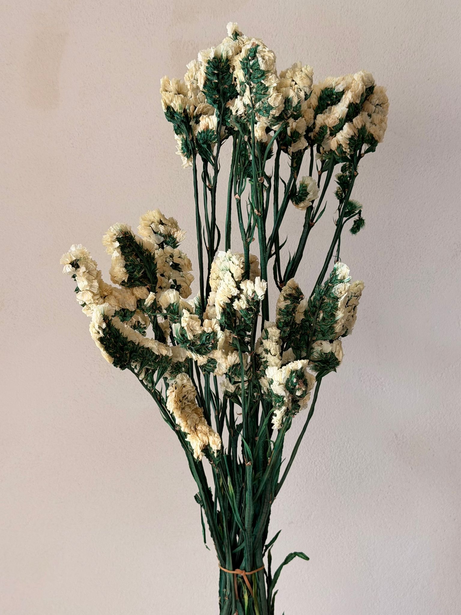 זר עדעד מיובש שמנת