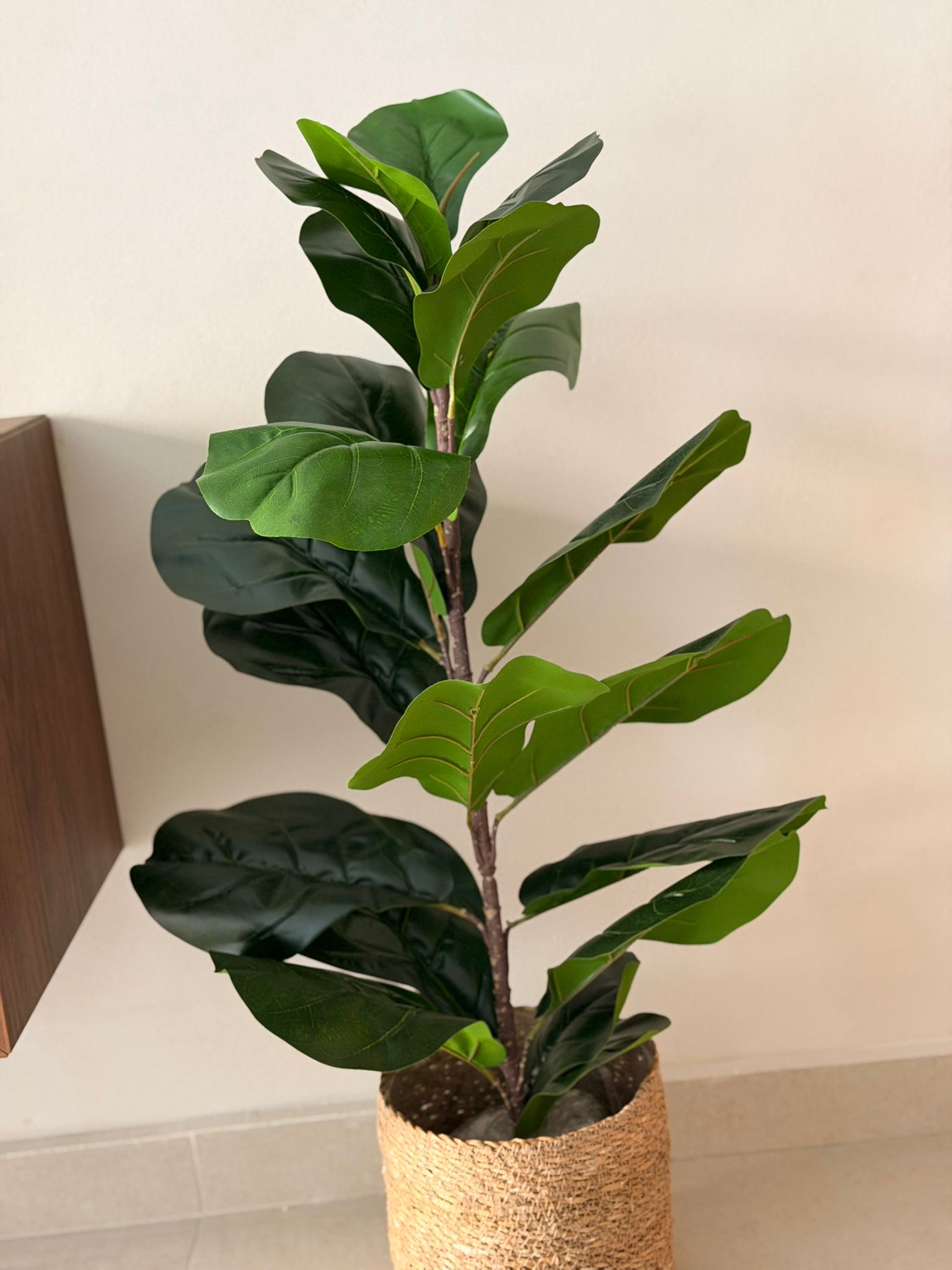 עציץ פיקוס כינורי מלאכותי 85 ס"מ