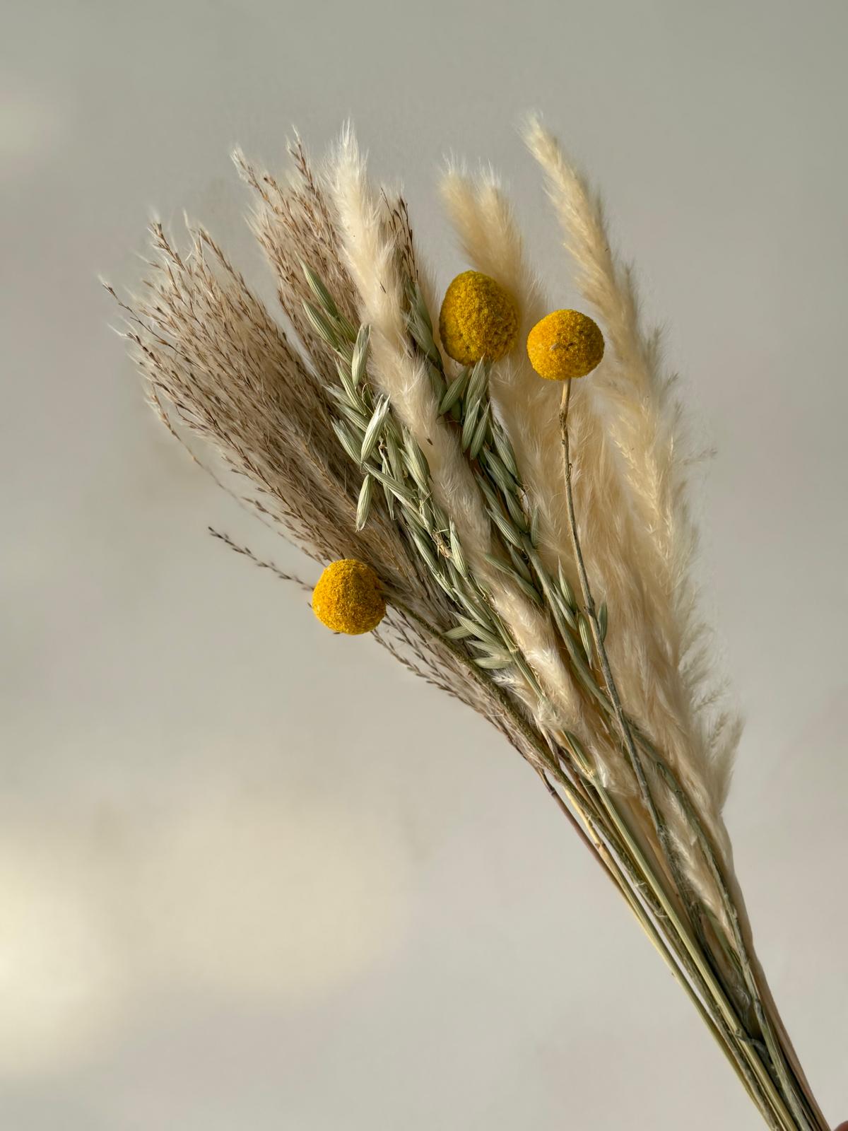 זר מיובש טבעי סנשיין