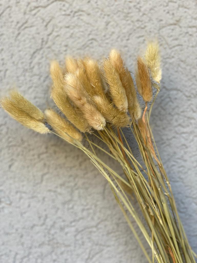 פמפס זנב ארנב - טבעי