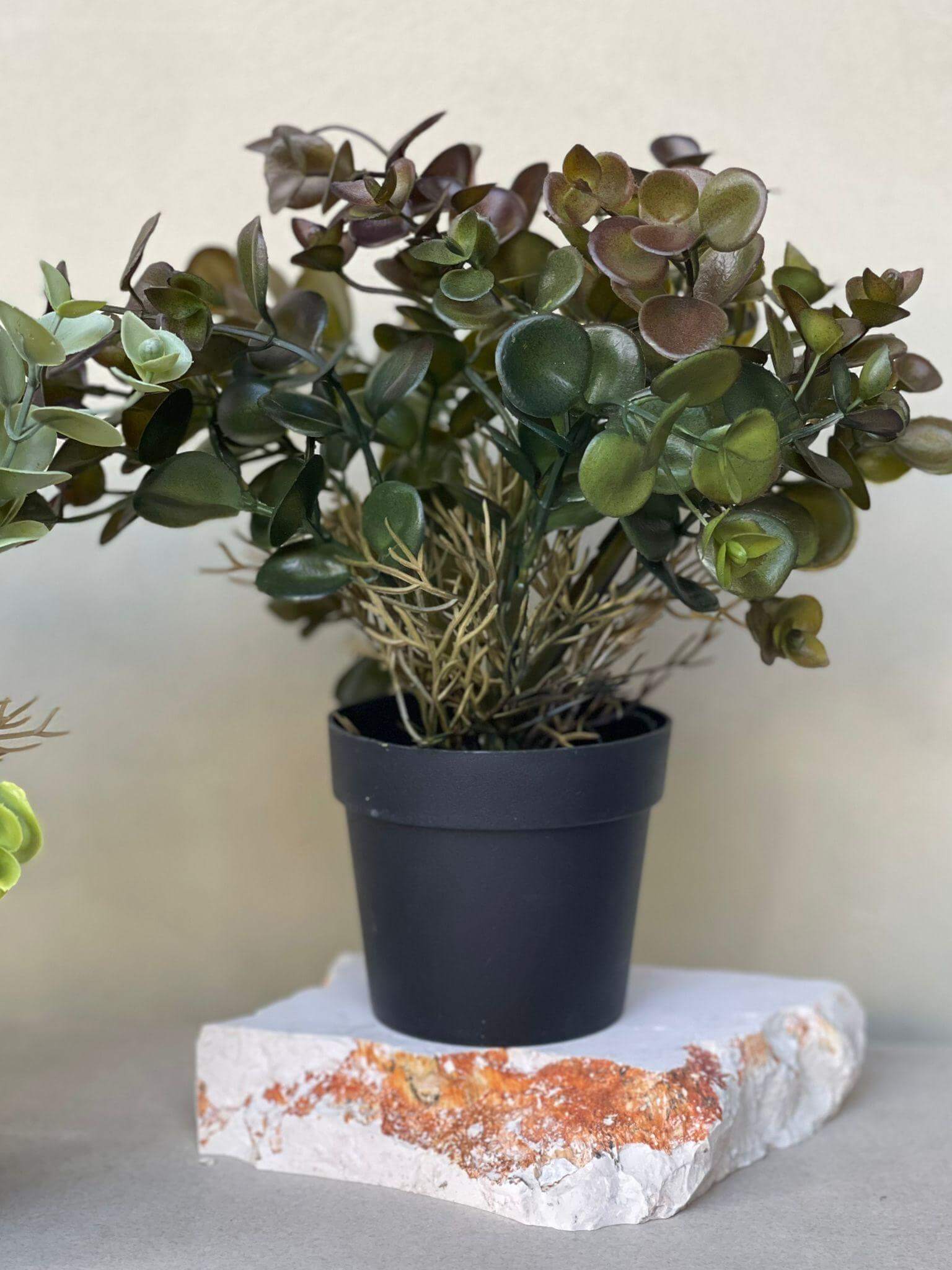 עציץ פפרומיה - צבע לבחירה