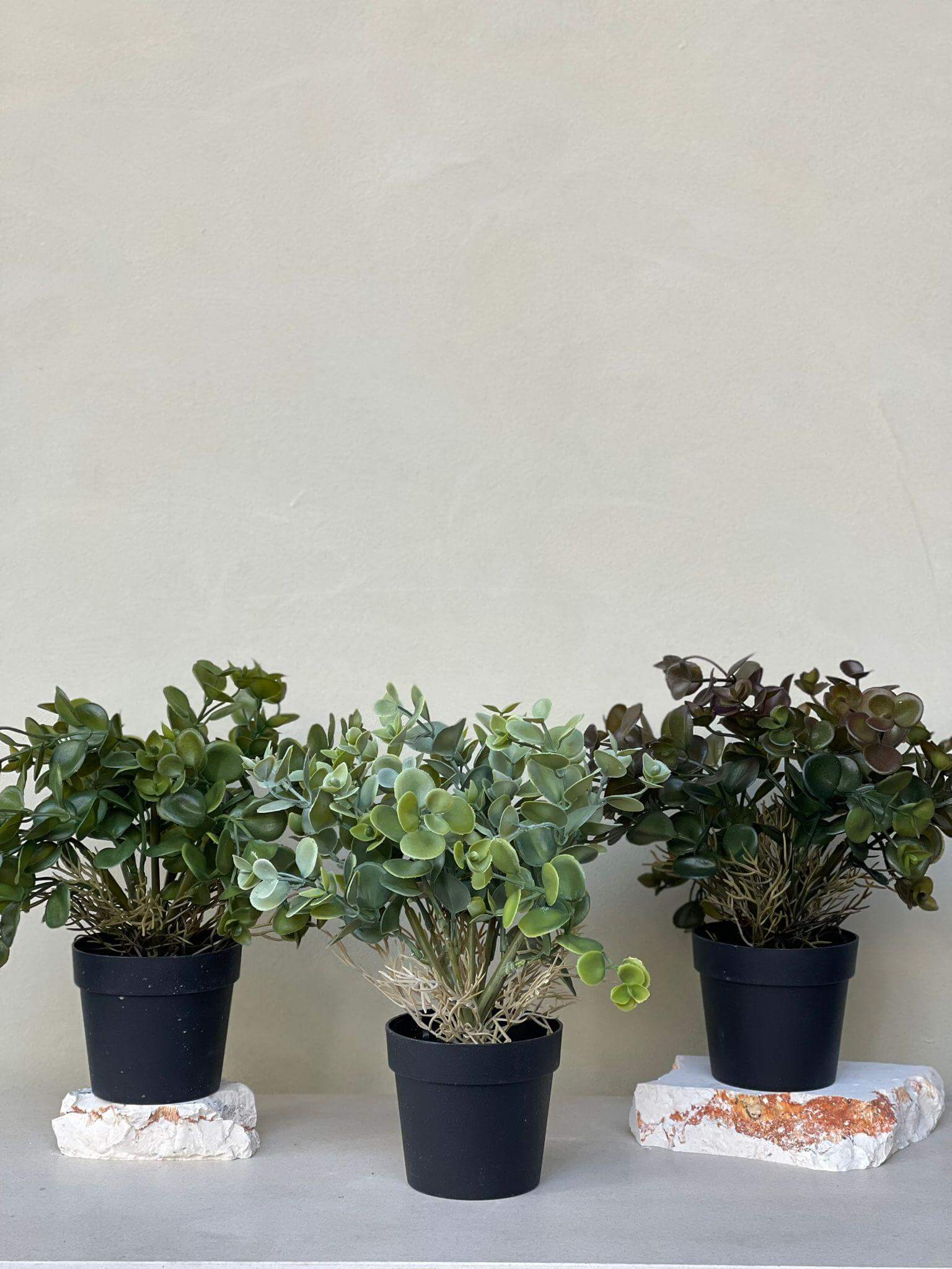 עציץ פפרומיה - צבע לבחירה