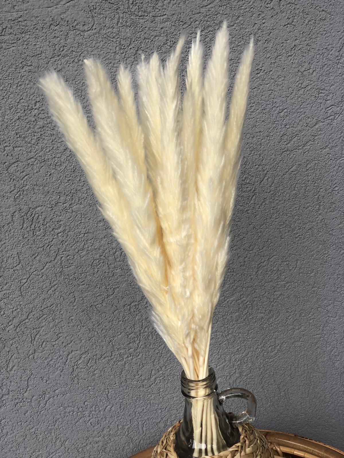 זר פמפס דק מולבן - 10 ענפים