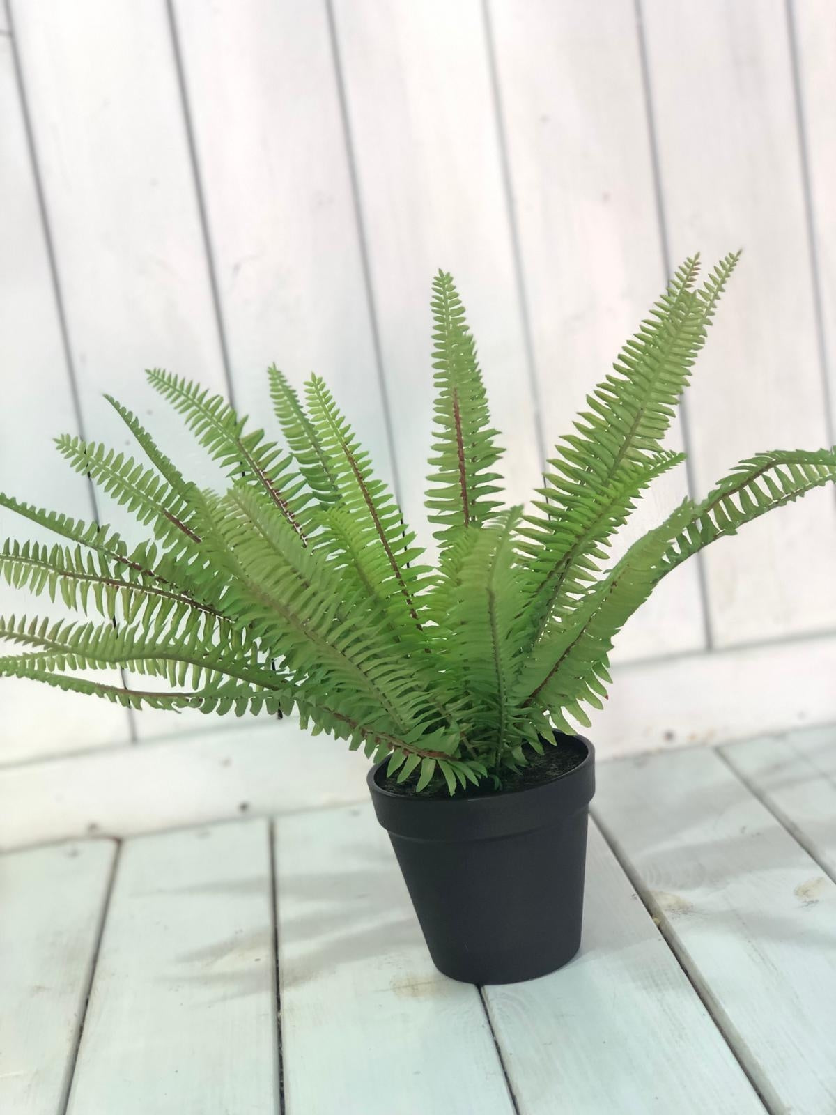 עציץ פרן פראי