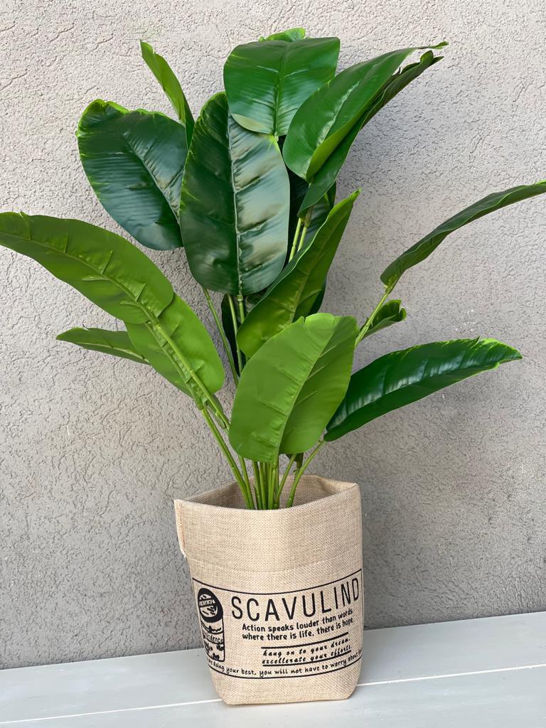 עציץ בננה בכלי קש - 70 ס"מ