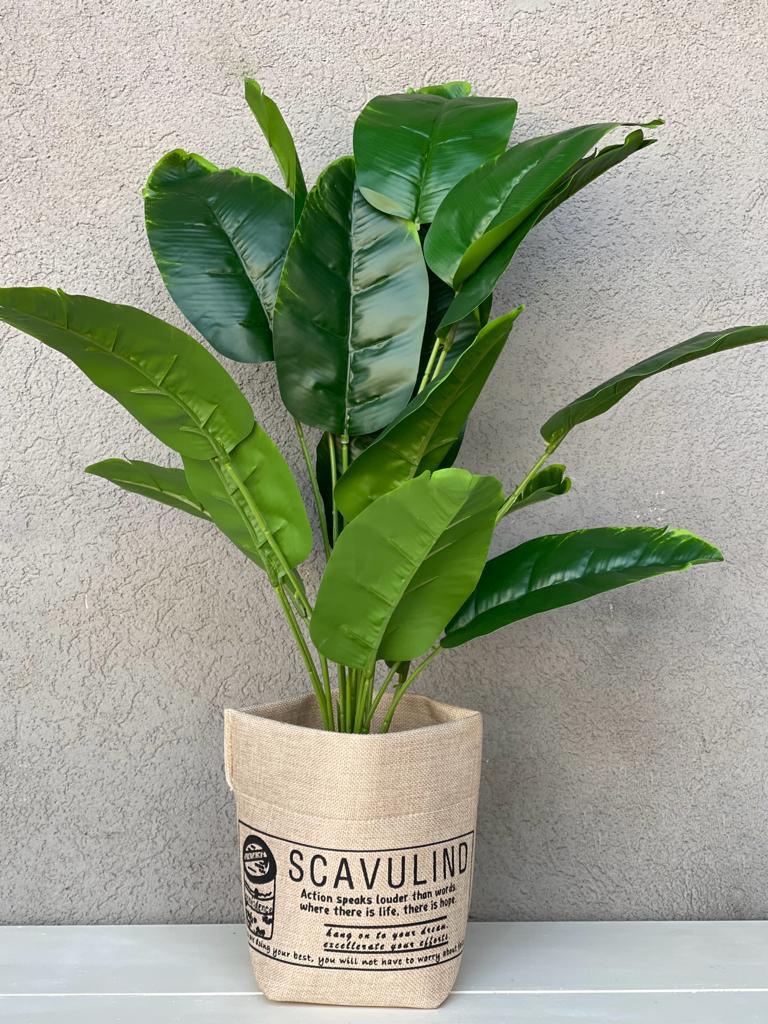 עציץ בננה בכלי קש - 70 ס"מ