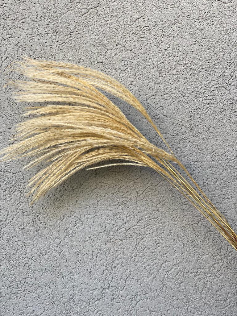 זר פמפס טייל - 10 ענפים