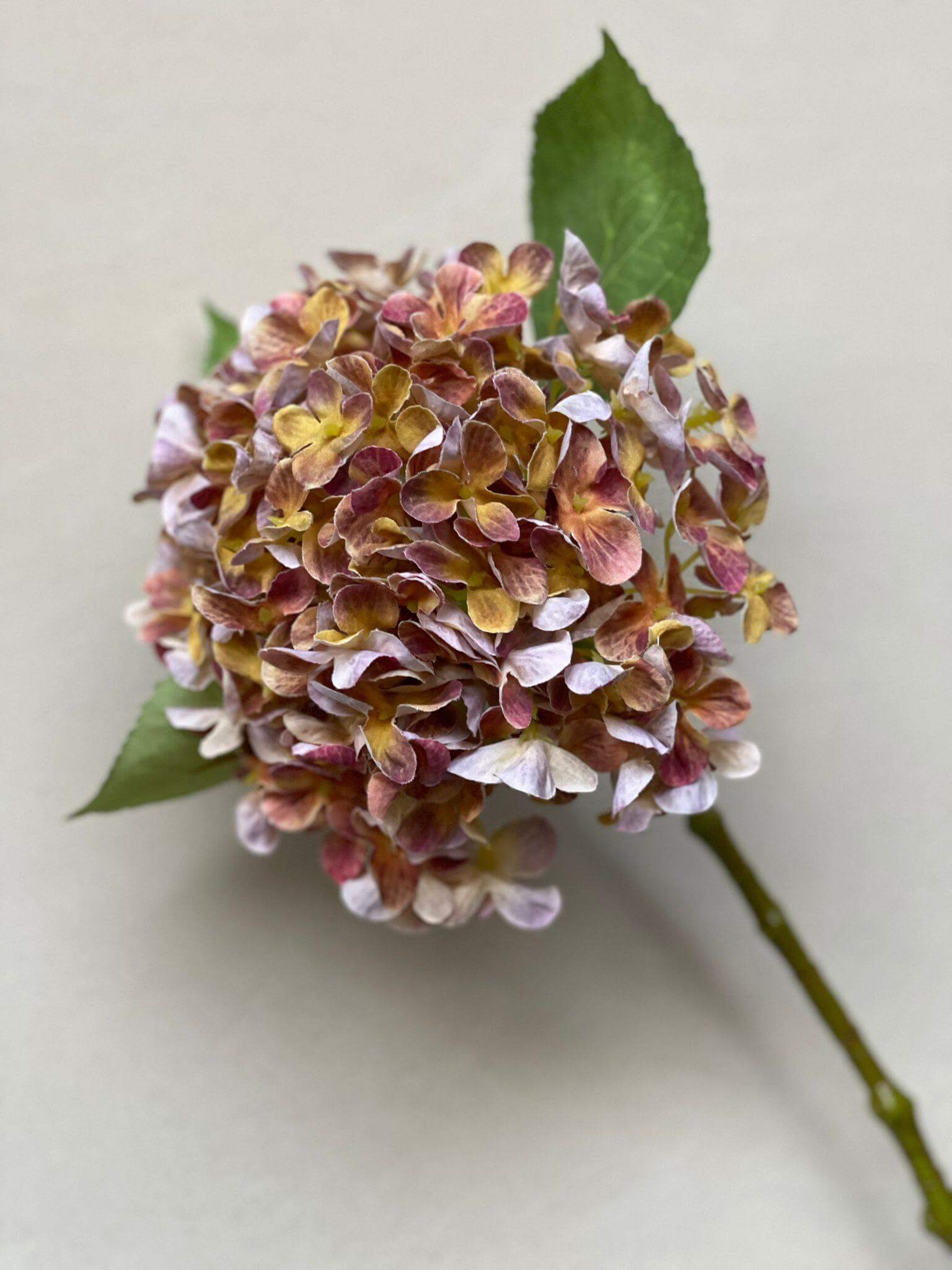 ענף הורטנזיה חום