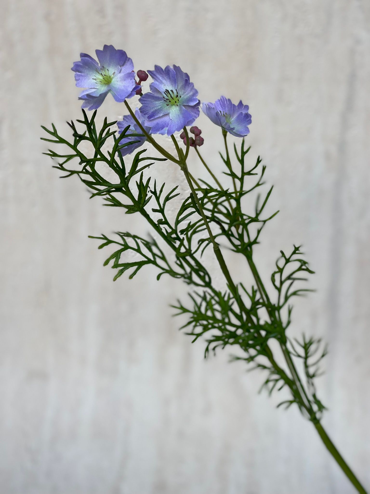 ענף מלאכותי קוסמוס סגלגל