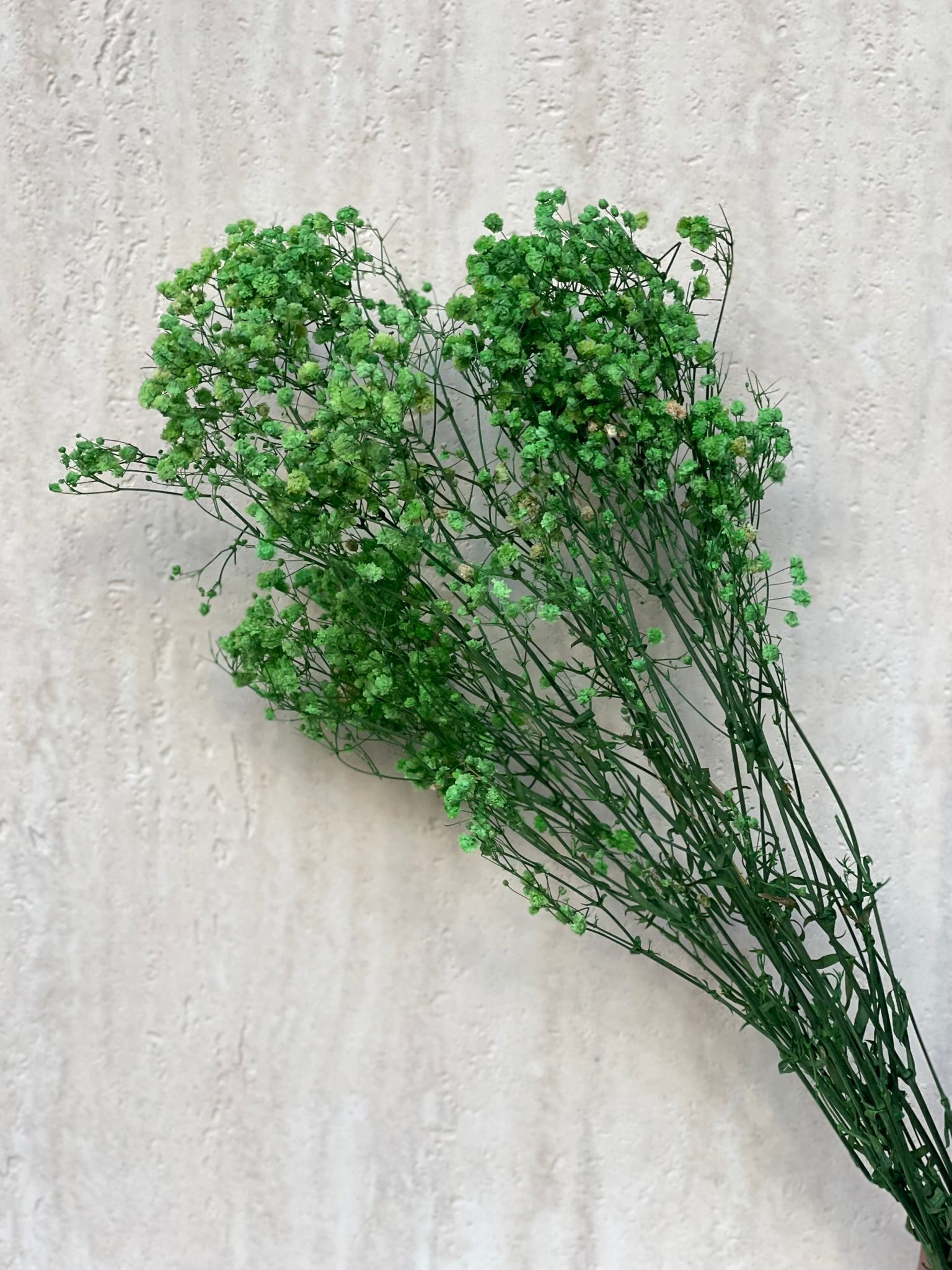 זר גיבסנית ירוקה מיובשת