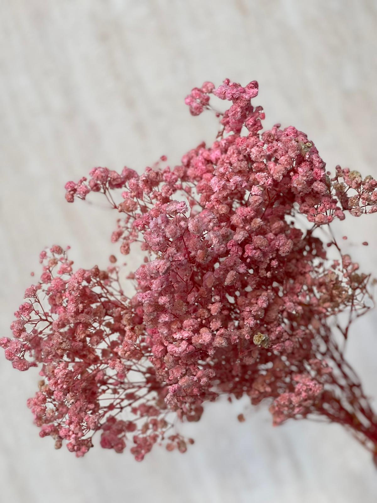 זר גיבסנית ורודה מיובשת