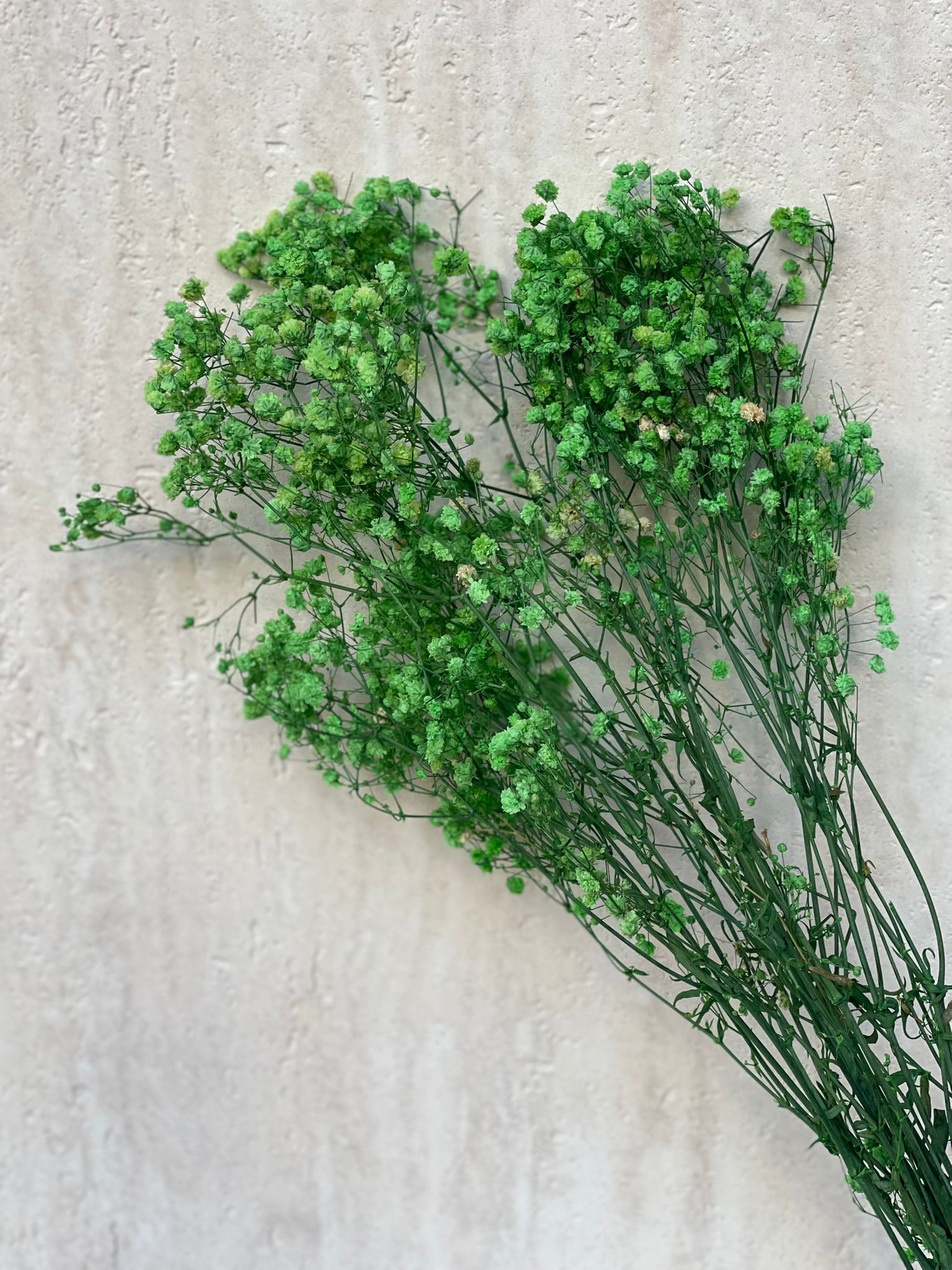 זר גיבסנית ירוקה מיובשת