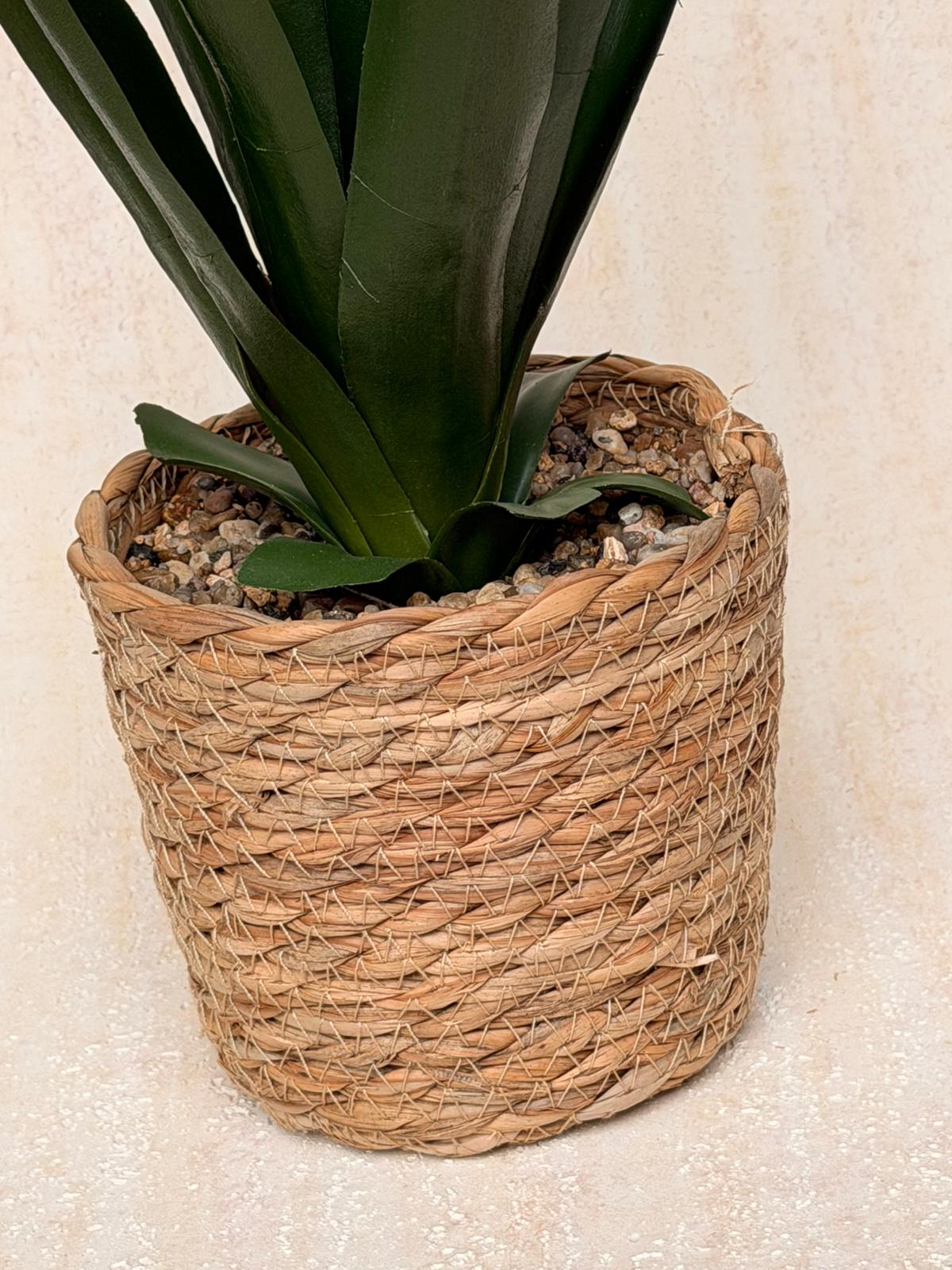 עציץ אגבה בכלי קש קלוע