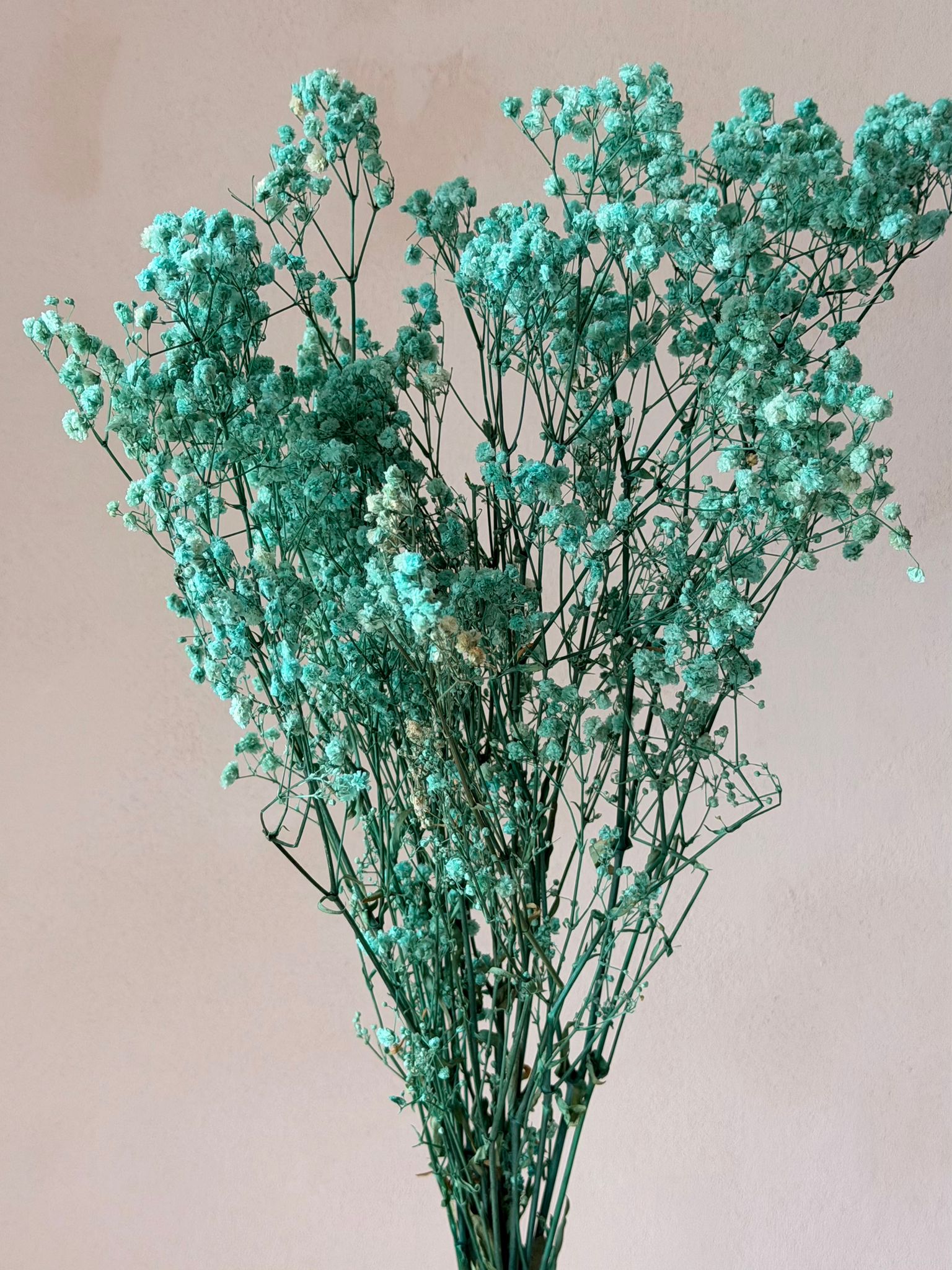 זר גיבסנית טורקיז מיובשת