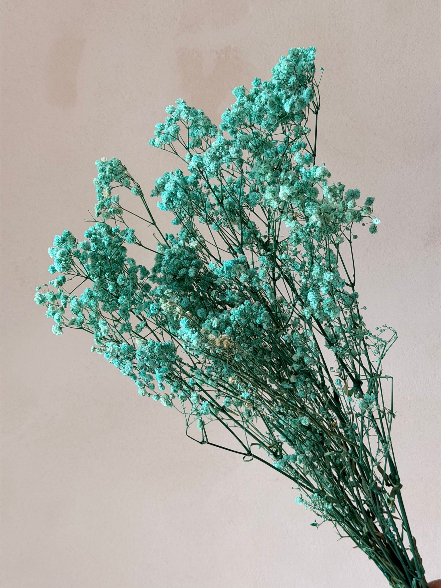 זר גיבסנית טורקיז מיובשת