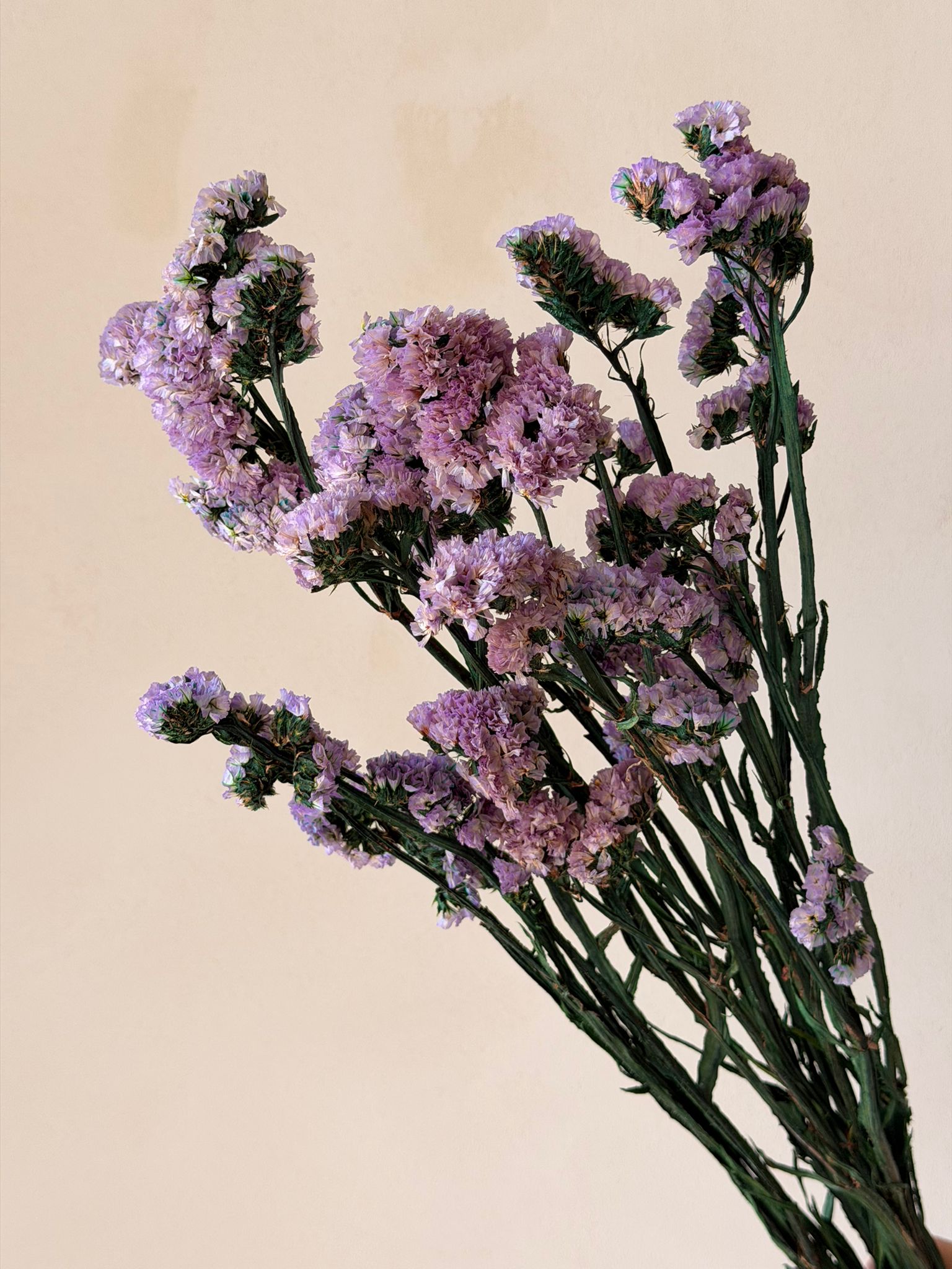 זר עדעד מיובש סגול בהיר