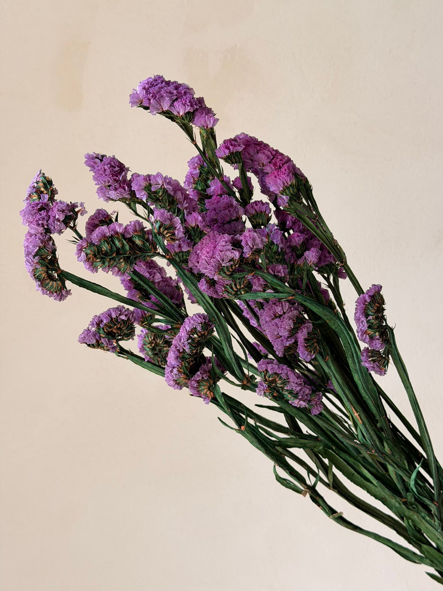 זר עדעד מיובש סגול כהה