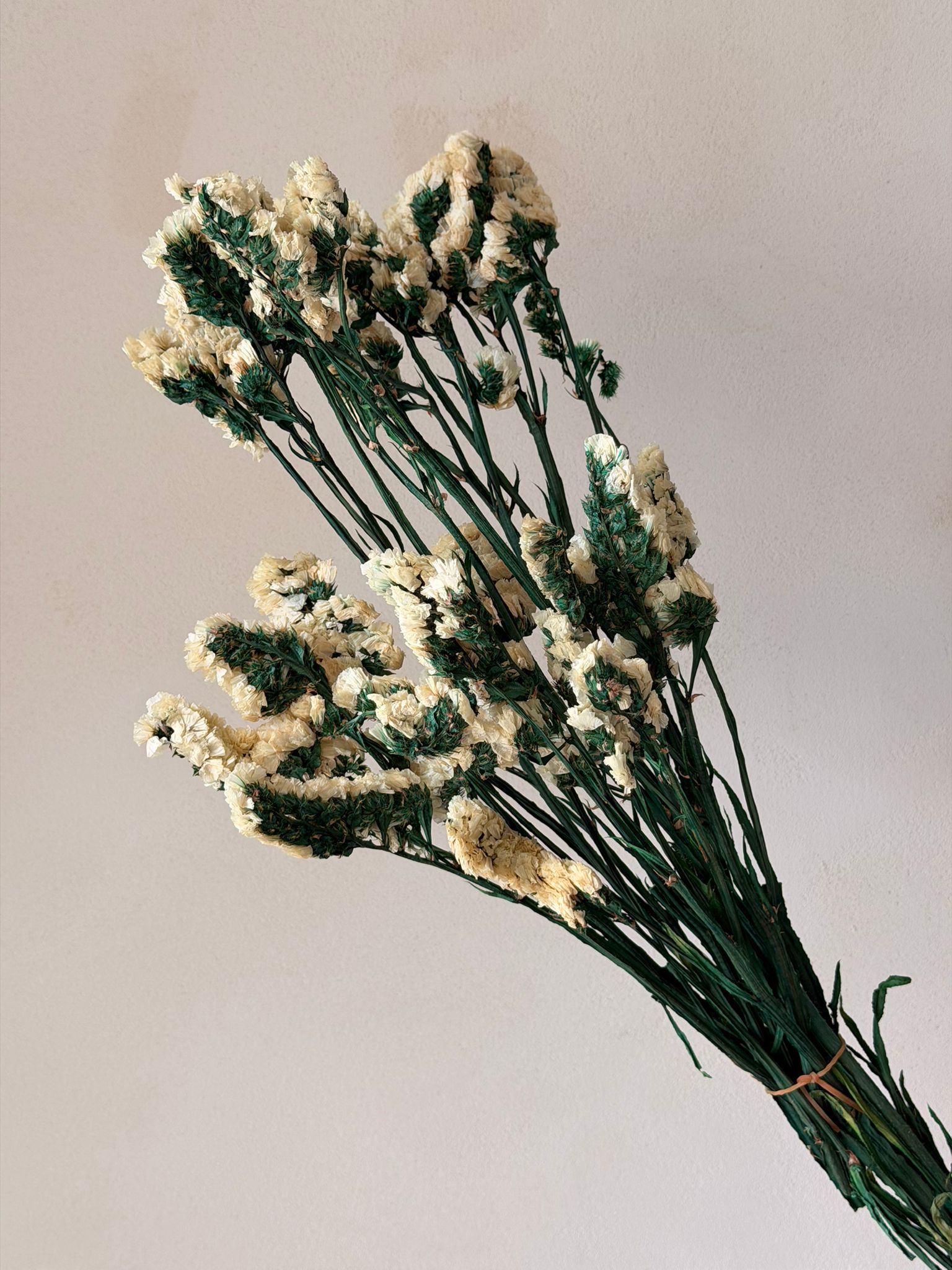 זר עדעד מיובש שמנת