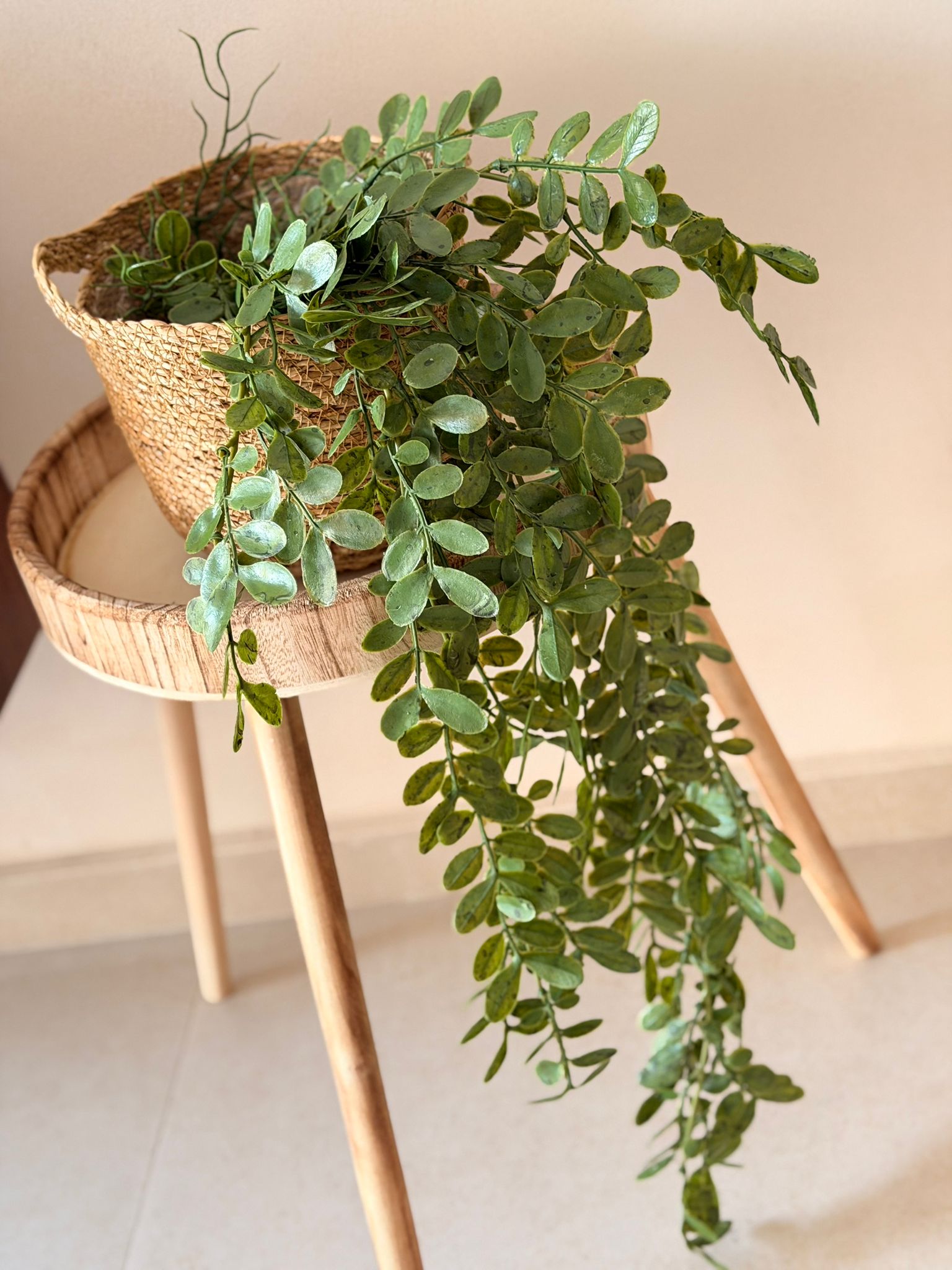 צמח דיכונדרה מלאכותי נשפך