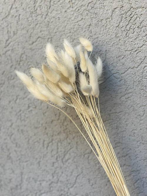 פמפס זנב ארנב - מולבן