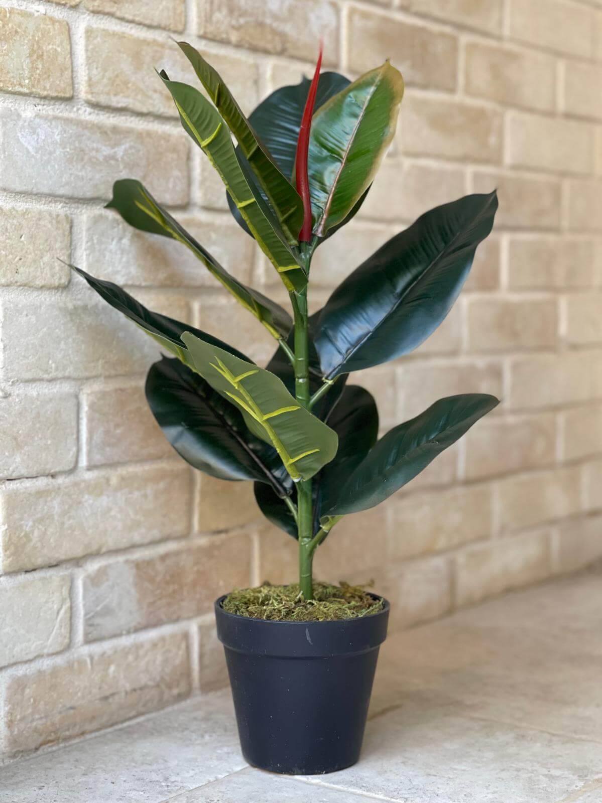 עציץ פיקוס גומי מלאכותי - 50 ס"מ