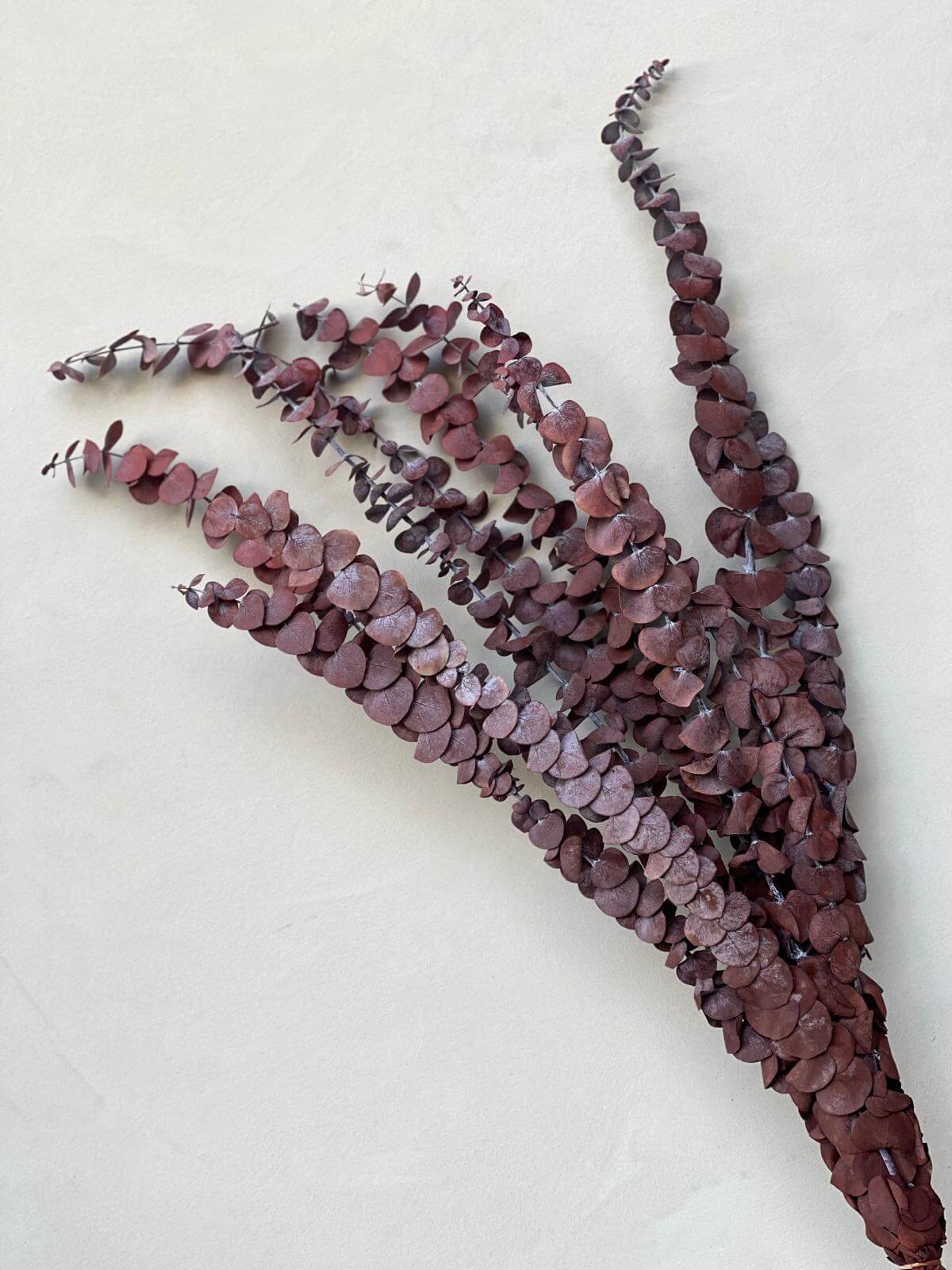 זר אקליפטוס מיובש חמרה - 1item