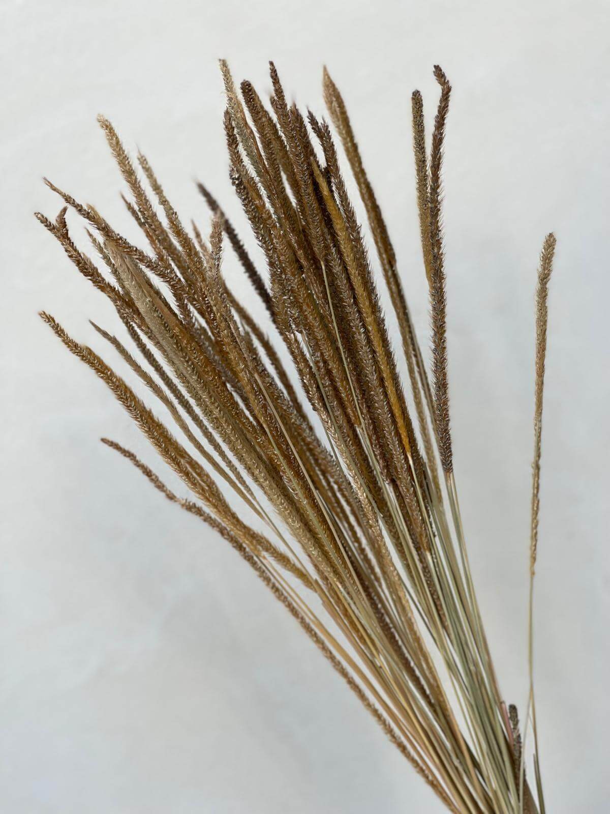 זר מיובש סטיקס בצבע טבעי - 1item